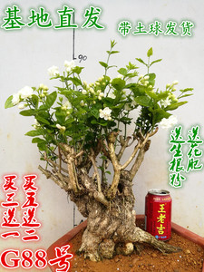 茉莉花盆景植物老桩图片