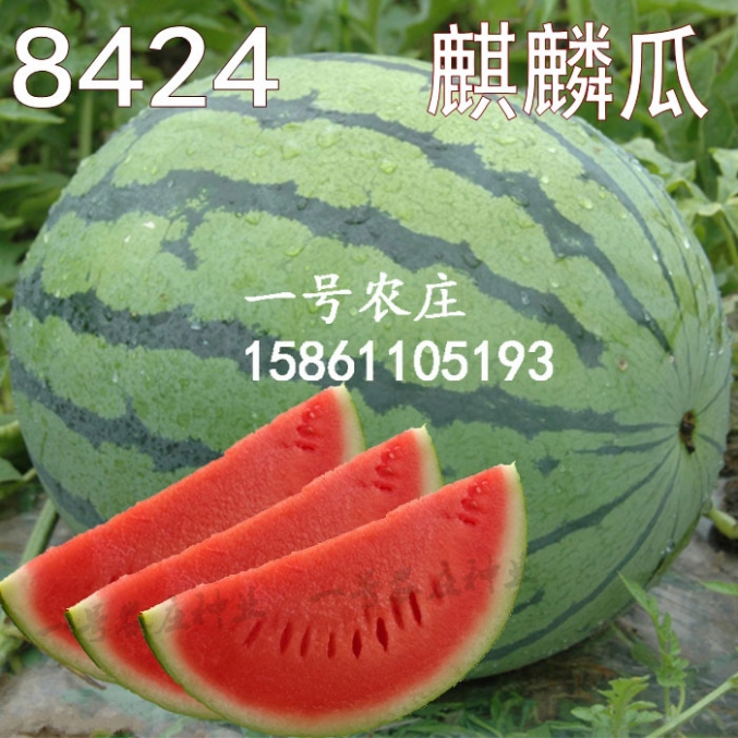 8424西瓜种子种籽无籽麒麟甜王水果蔬菜大小四季高产薄皮特大巨型