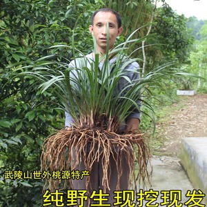 武陵山纯野生下山兰春兰蕙兰建兰寒 span class=h>兰花/span>苗
