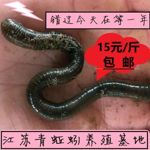 青蚯蚓大蚯蚓价格