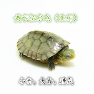 黄喉拟水龟苗小青大青腊戎乌龟活体观赏宠物龟苗北种石金钱龟包邮