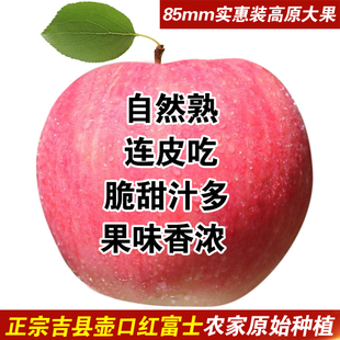 当季新鲜水果山西特产吉县壶口红富士苹果果径85mm大果实惠装10斤