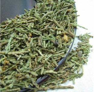 侧柏叶新鲜侧柏叶 可配桑叶苦丁茶叶防治脱发/生发中药材图片