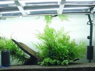 新品 林记水族黑木蕨水下叶阴性水草鱼缸水草缸造景中后景绑沉木水草