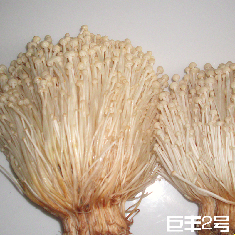 黄色金针菇菌种种子试管母种一级种原种二级种栽培种食用菌种子
