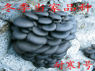 平菇菌种 平菇原种 平菇二级种 耐寒1号 冬季当家平菇菌种