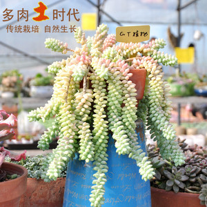 gt植物 多肉植物 span class=h>新/span span class=h>玉/span