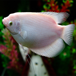 中大型淡水鱼观赏鱼水族宠物活体观赏鱼活体黄金战船风水招财鱼