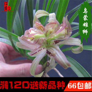 高档春兰奇花 乌蒙雄狮 浓香花苞精品兰花苗好养易活绿植花卉盆栽