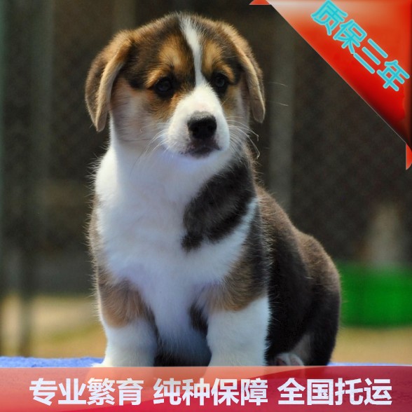纯种威尔士柯基狗狗小短腿宠物北京专业精品三色两色对外配种健康