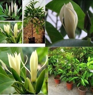 盆栽花卉十里飘香白兰花盆栽木兰花苗 香味持久 白兰花树苗