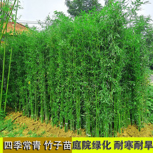 竹子苗庭院园林绿化图片