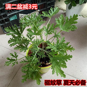 驱蚊草绿植盆栽阳台窗台庭院露台夏天必备驱蚊植物小苗花苗包邮