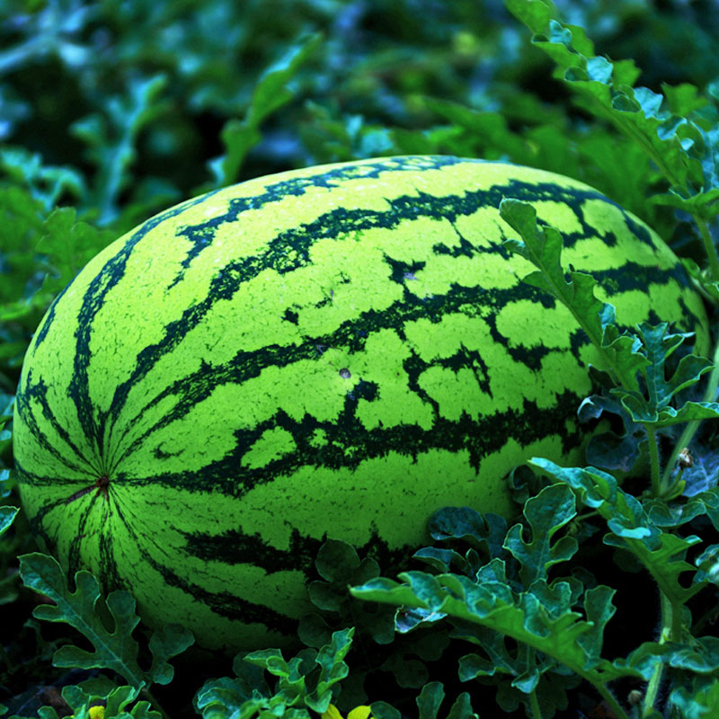 特大巨型西瓜种子种籽苗甜王懒汉早佳8424四季高产南方苗秧蔬菜孑