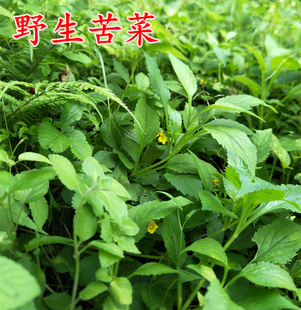 大别山金寨野生新鲜苦菜500g将军苦斋婆红军菜野菜酱败草3件包邮