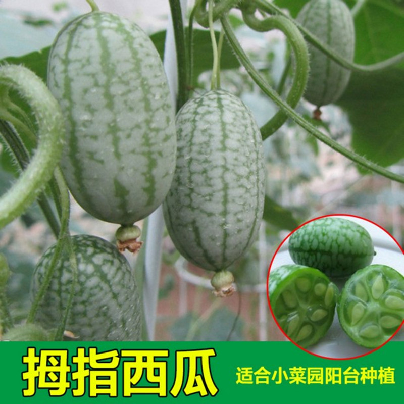 拇指西瓜种子有机迷你水果可留种进口小盆栽阳台四季播庭院种植