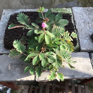 含羞草花苗会动的植物阳台花卉桌面迷你小盆栽绿植害羞草