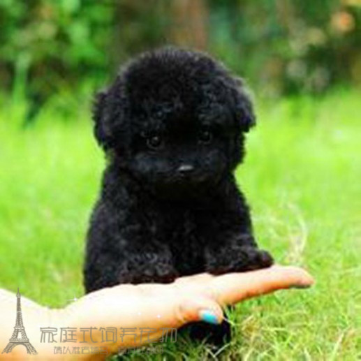 纯种黑色玩具泰迪熊黑色茶杯泰迪幼犬宠物狗支持上门ww