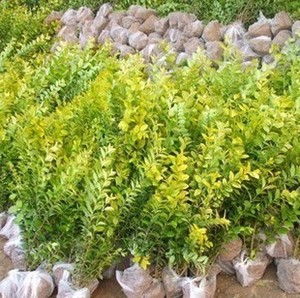 【庭院绿化植物图片】庭院绿化植物图片大全_好便宜网