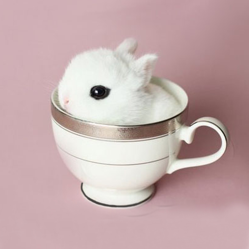宠物兔子活体小型垂耳兔凤眼侏儒兔猫猫兔迷你兔茶杯兔公主兔包活