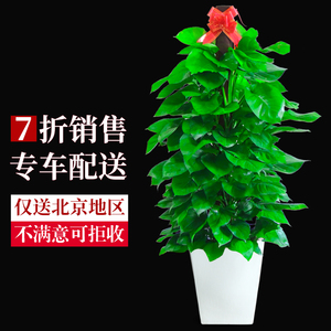 植物绿萝客厅图片