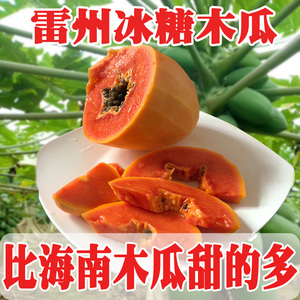现摘 广东特产雷州冰糖木瓜 当季青皮红心牛奶 新鲜水果 5斤包邮木瓜水果
