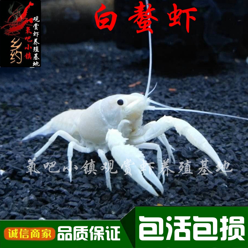 白玉鳌虾观赏虾活体淡水冷水小龙虾苗水族大型宠物虾白螯虾满包邮