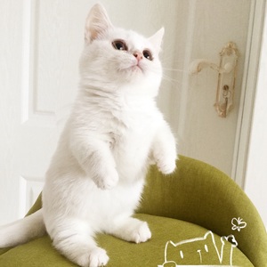 纯白矮脚曼基康拿破仑小短腿猫宠物猫咪小奶猫 span class=h>英短 
