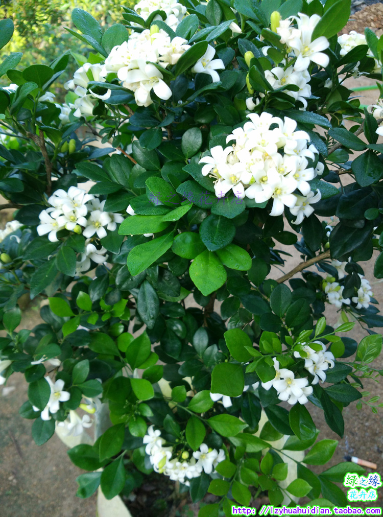 包邮九里香花苗七里香苗盆栽清香怡人驱蚊室内外庭院植物绿化苗