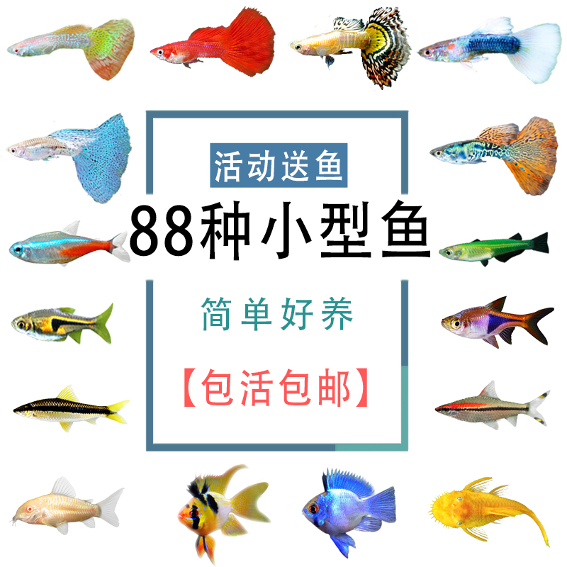 孔雀鱼活体小型鱼红绿灯科鱼纯种斑马淡水金鱼观赏鱼清道夫热带鱼
