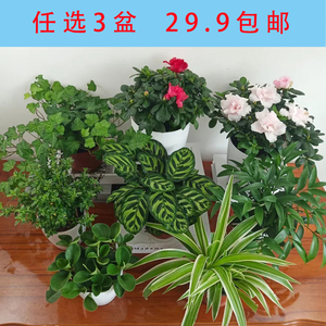 金鱼花吊兰四季开花常青植物杜鹃 span class=h>花卉 /span> span