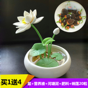 碗莲 水培植物 碗 span class=h>莲花/span>种子迷你 span class=h>