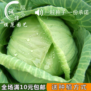 蔬菜种子 卷心菜种子 阳台盆栽四季播甘蓝包菜籽 庭院种菜园种菜