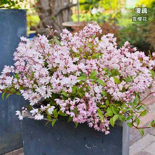 【虹越】荷兰进口雪樱花溲疏盆栽庭院花园落叶花灌木 预售