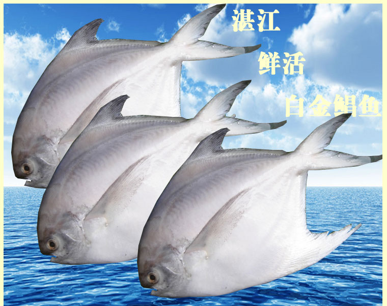 聚时鲜湛江特产野生当天海捕新鲜白金昌鱼金鲳鱼金枪鱼生鲜鱼500g