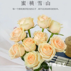 经典切花玫瑰蜜桃雪山月季花苗香槟色花园植物四季开花 维特园艺