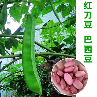 巴西豆种子 红刀豆种子大扁豆种子大刀豆种子特色蔬菜种子春秋播