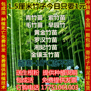 庭院绿化植物竹子苗青竹苗紫竹苗罗汉竹苗盆栽毛竹苗金镶玉竹包邮