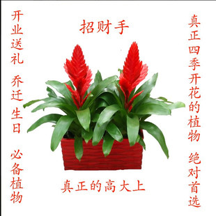 当头