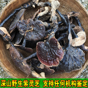 深山采摘纯野生灵芝正宗紫灵芝林芝整枝紫芝 可切片甘香不苦 250g