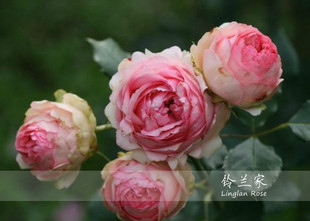 铃兰家 | first lady 粉色德国月季 香 2年扦插大苗 带盆发货