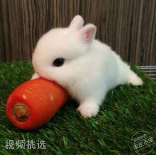 茶杯兔活体荷兰侏儒兔公主迷你宠物兔小动物兔宝宝小白兔长不大