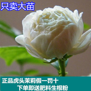 非洲茉莉花虎头茉莉重瓣白茉莉盆栽植物室内绿植净化空气四季开花
