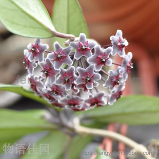 黑巴顿 红巴顿球兰hoya pubicalyx red button