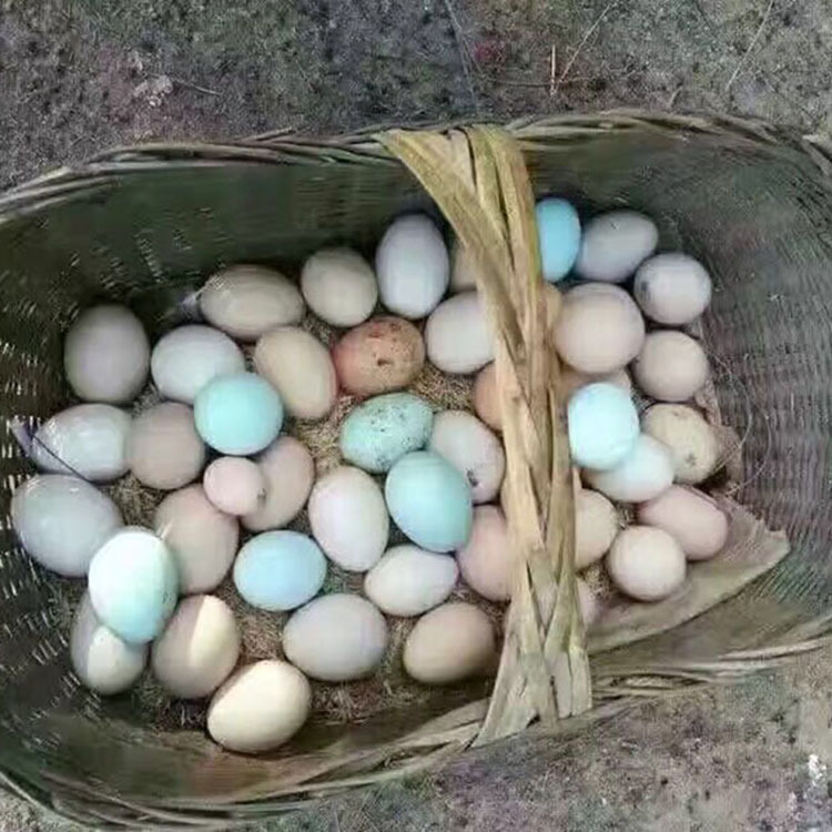 土鸡蛋绿壳蛋初生蛋月子蛋湖北农家正宗散养新鲜虫草鸡蛋60枚包邮