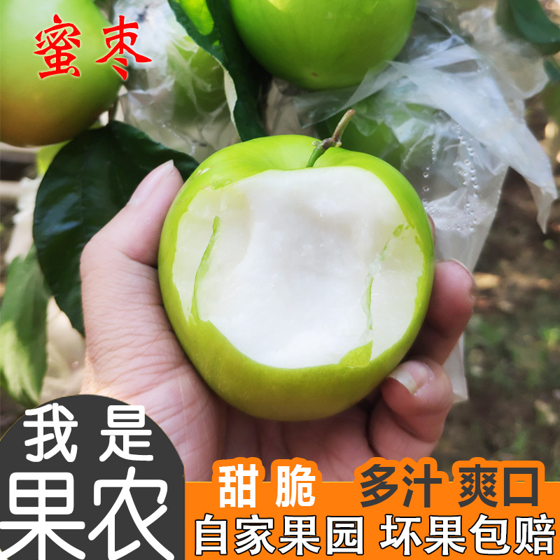 台湾牛奶枣新鲜青枣大果3斤果园现摘包邮现发孕妇送礼潮汕水果