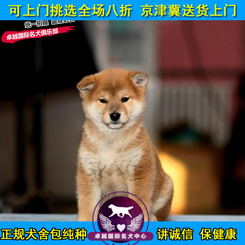 柴犬幼犬纯种犬双血统宠物活体正宗日本神烦狗狗爱笑的狗狗
