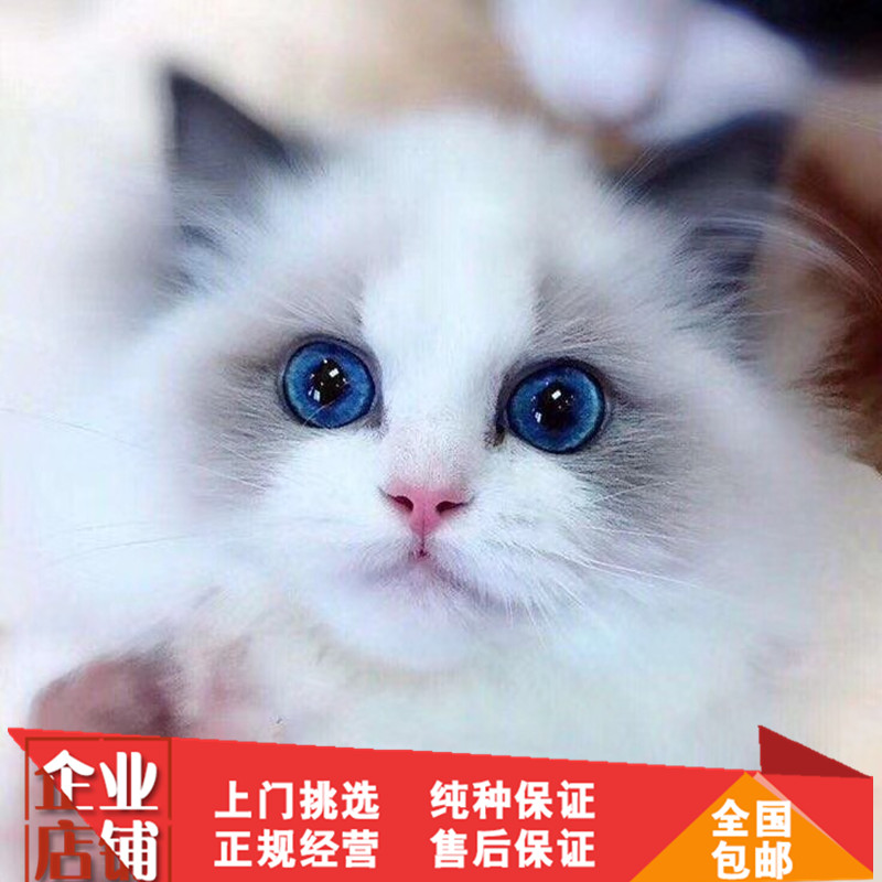 出售纯种布偶猫幼猫活体 海豹双色蓝双色布偶宠物猫矮脚猫 波斯猫