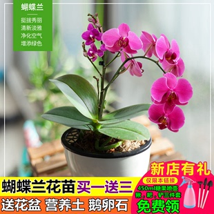 四季蝴蝶兰花苗室内阳台客厅花卉盆栽带绿植物盆景君子兰开花不断