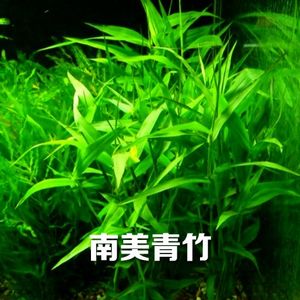 大宝塔水草图片